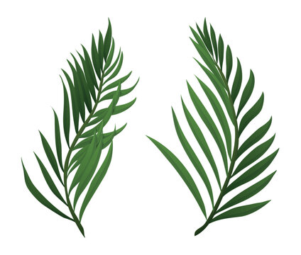 Pair of palm branches in gradient style on white background, Vector illustration