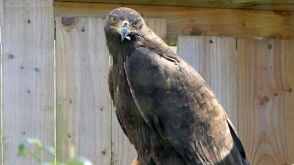 Hawks Falcons and buzzards in open cage in uk