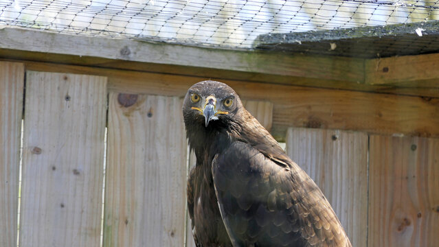 Hawks Falcons and buzzards in open cage in uk