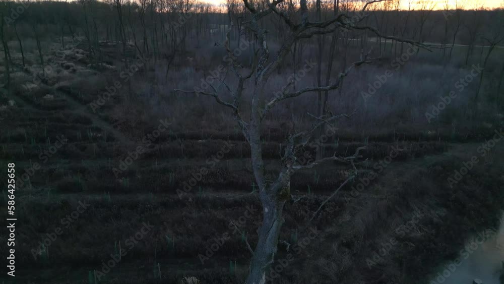 Poster leafless dead tree in the field with narrow creek. - aerial