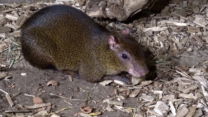 Azara's agouti (Dasyprocta azarae) is a South American agouti species from the family Dasyproctidae.