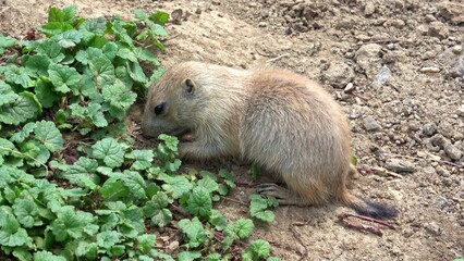 Black-tailed prairie dog (Cynomys ludovicianus)