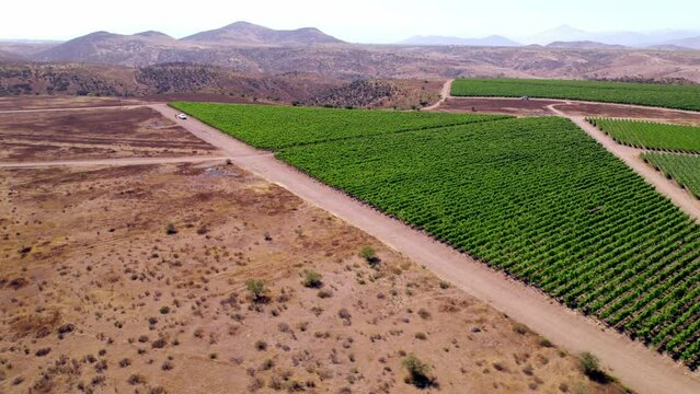 Aerial descending shot of luscious green vineyards in the Limari Mountain Valley