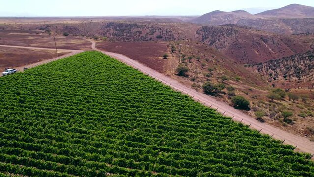 Cinematic rotating shot of a small vineyard in the Limari Valley region, Chile
