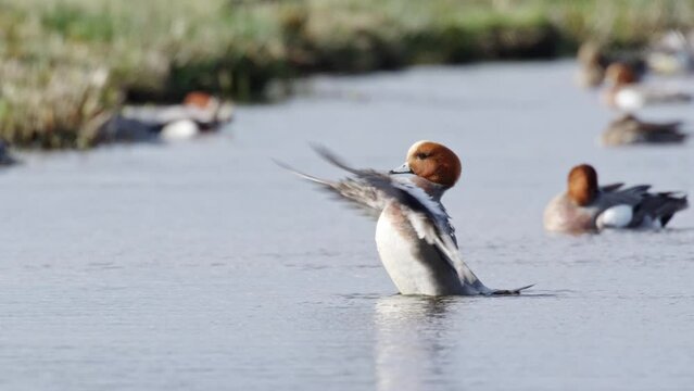 Eurasian wigeon (Mareca penelope) on water flaps wings and wags tail