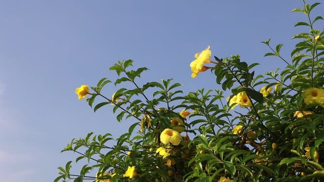 Beautiful yellow trumpetbush flower with blue sky with copyspace
