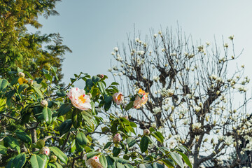 花と空