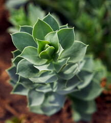 green Succulent plant in garden