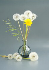 Still life with yellow and white dandelions in a glass jar on a gray background. Japanese art of flower arrangement. Ikebana arrangement.	