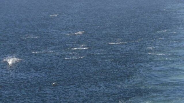 Porpoises jumping breaching and swimming laska. Dalls Porpoise pod in Alaska look like dolphines and swims in big pods. Amazing willdlife seen from Alaska cruise ship