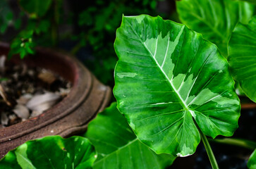 Alocasia odora Okinawa Silver flora
