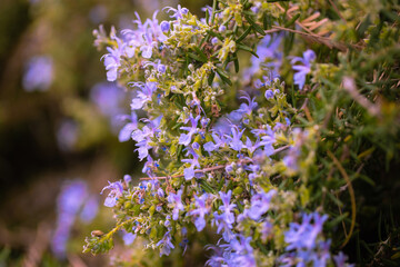 Close-up of Rosemary bush in bloom, with soft bokeh background