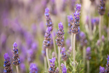 Closeup Macro of Lavender herb plant blooming with bokeh background