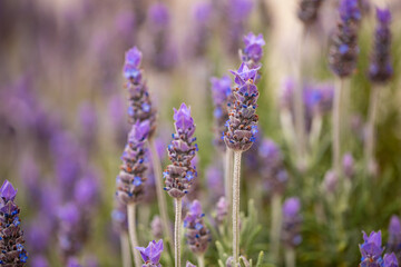 Fototapeta na wymiar Close-up, Lavender herb plant blooming with soft focus background