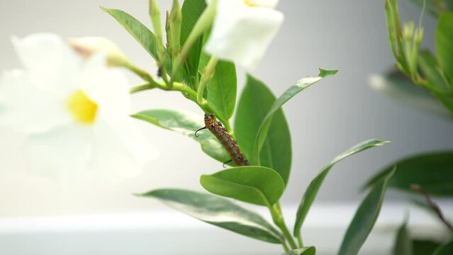 Close-up of a caterpillar eating a leaf with flowers 4K hand-held camera