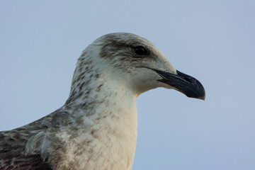 Gaviota dominicana (Larus dominicanus)