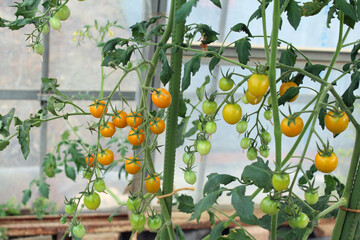 家庭菜園で育てた黄色いミニトマト