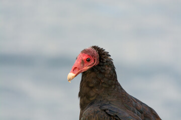 retrato de Jote de cabeza colorada (Cathartes aura)