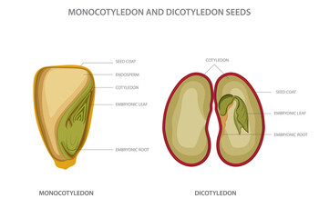 Monocotyledon and dicotyledon seeds,  monocots having one seed leaf and dicots having two leaf
