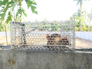 Rat in cage mousetrap, Mouse finding a way out of being confined, Trapping and removal of rodents...