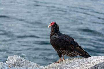 Jote de cabeza colorada (Cathartes aura)