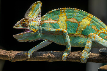 The veiled chameleon (Chamaeleo calyptratus) is a species of chameleon (family Chamaeleonidae) native to the Arabian Peninsula