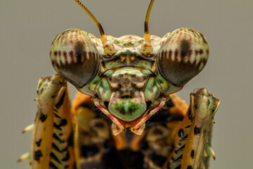 The Moss Mantis (Majangella moultoni). Being a mantis it is naturally a predator, and one with...