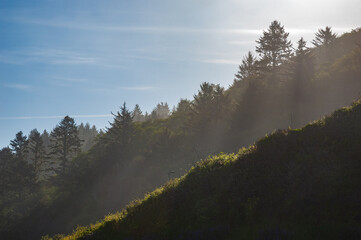 Forest Overlook at Redwood National Park