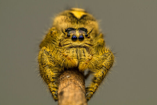 Hyllus diardi is a species of spiders in the family jumping spiders.