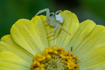 Thomisus spectabilis, also known as the white crab spider or Australian crab spider, is a small...