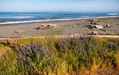 The Pacific Coast at Redwood National Park