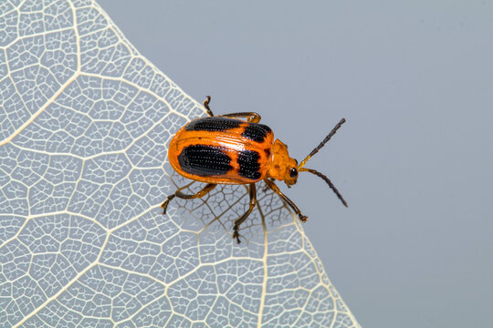 Monocesta Coryli, The Larger Elm Leaf Beetle, Is A Species Of Skeletonizing Leaf Beetle In The Family Chrysomelidae