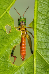 the rainbow grasshopper have warning coloration which deters predators