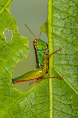 the rainbow grasshopper have warning coloration which deters predators