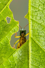 the rainbow grasshopper have warning coloration which deters predators