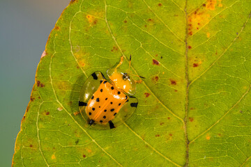 Charidotella sexpunctata, the golden tortoise beetle, is a species of beetle in the leaf beetle family, Chrysomelidae