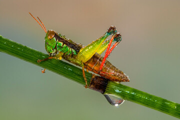 the rainbow grasshopper have warning coloration which deters predators
