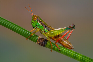 the rainbow grasshopper have warning coloration which deters predators