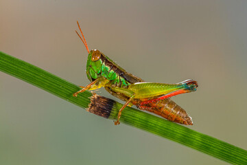 the rainbow grasshopper have warning coloration which deters predators