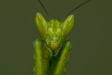 Creobroter gemmatus, common name jeweled flower mantis, is a species of praying mantis native to Asia