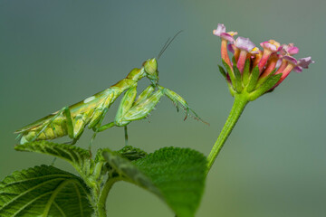 Creobroter gemmatus, common name jeweled flower mantis, is a species of praying mantis native to Asia
