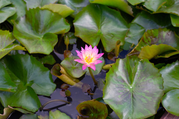 Beautiful blooming Nymphaea lotus flower with leaves, Water lily pot