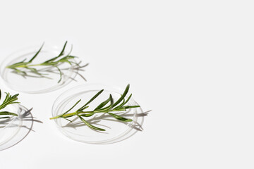 Essential oil with rosemary leaves in petri dishes on white background.