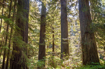 Fototapeta premium Towering Redwoods at Redwood National Park