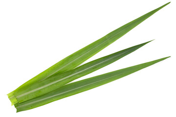 Sugar cane leaves on white background.