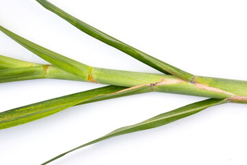 Sugar cane leaves on white background.