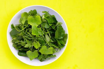 Lvy Gourd leaves on green background.