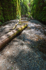 Fern Canyon at Redwood National Park