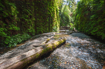 Fern Canyon at Redwood National Park