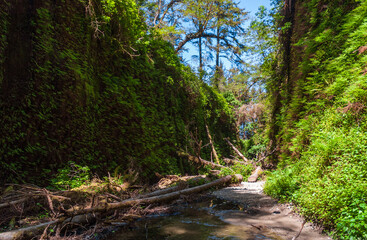 Fern Canyon at Redwood National Park